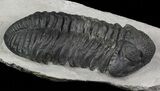 Large, Drotops Trilobite With Great Eyes #69753-1